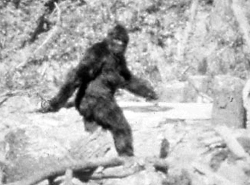 Patterson's Bigfoot photo... or is it just a guy in an ape suit?