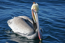 Photo courtesy of the Ocean Institute