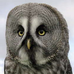 Lumpy great grey owl (photo courtesy of the Gauntlet Birds of Prey Eagle and Vulture Park)