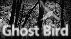 screenshot from Ghost Bird website