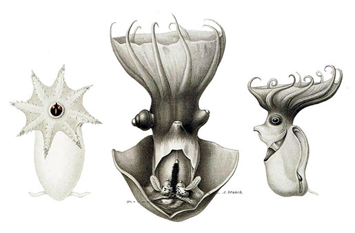illustration