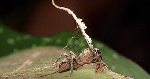 zombie ant