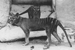 Thylacine