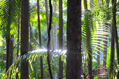 Palm trees